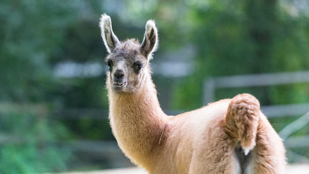 Lamas werden oft mit den eng verwandten Alpakas verwechselt. Das klare Unterscheidungsmerkmal sind die Ohren.