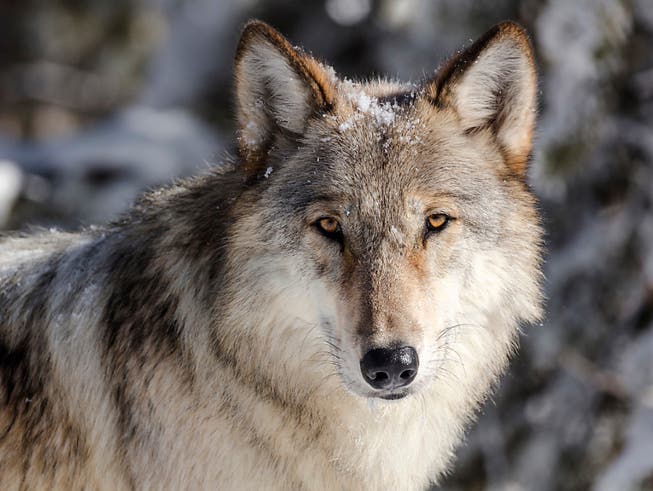 In der Magadinoebene ist am Donnerstagmittag ein Wolf gesichtet worden.