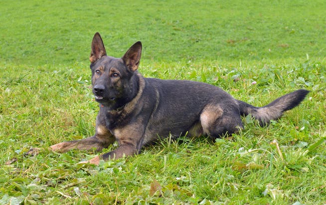 Der Polizeihund Rusty half den Luzerner Polizisten, zwei Täter ausfindig zu machen.