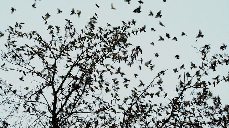 Riesenschwarm Bergfinken im Lohner Wald: Hoher Besuch aus dem hohen Norden