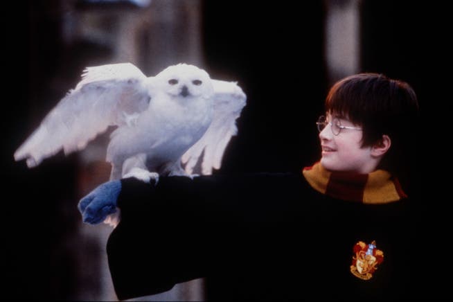 Harry Potter mit seiner Schneeeule Hedwig.