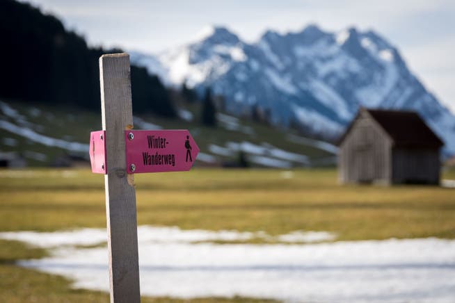 Die pinkfarbenen Wegweiser führen die «Winterwanderer» im Appenzellerland derzeit fast überall über grüne Wiesen statt über Schnee.