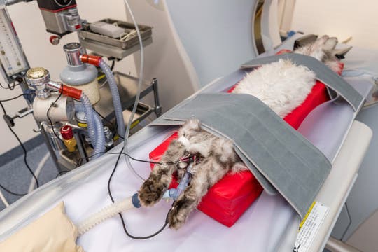 Bildstrecke Spitzenmedizin für Hund und Katz Zu Besuch in der