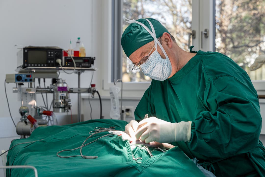 Bildstrecke Spitzenmedizin für Hund und Katz Zu Besuch in der