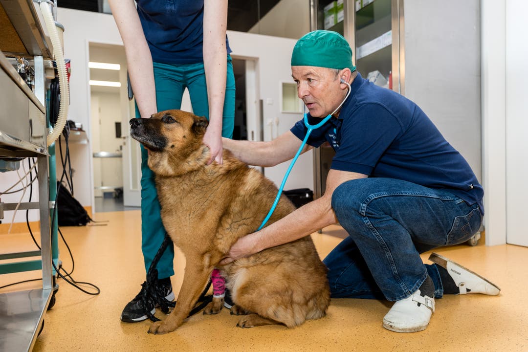 Bildstrecke Spitzenmedizin für Hund und Katz Zu Besuch in der