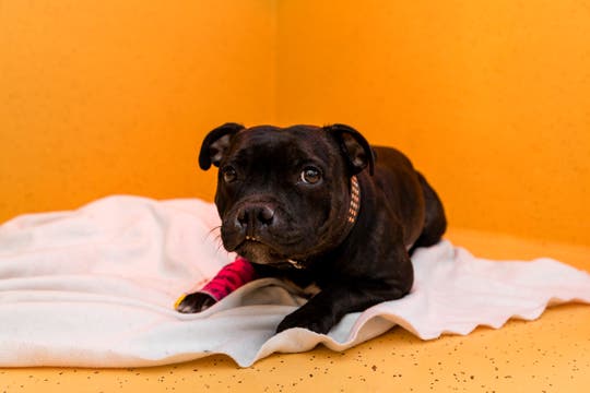 Bildstrecke Spitzenmedizin für Hund und Katz Zu Besuch in der