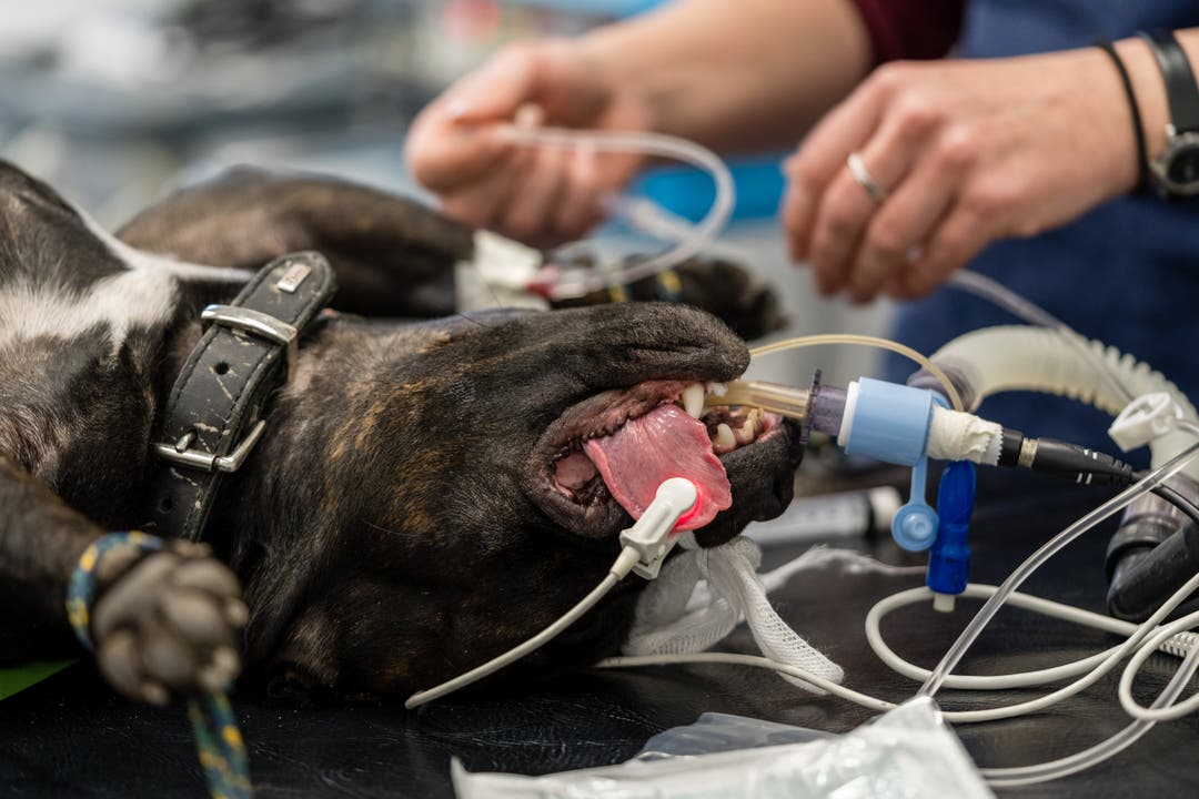 Bildstrecke Spitzenmedizin für Hund und Katz Zu Besuch in der