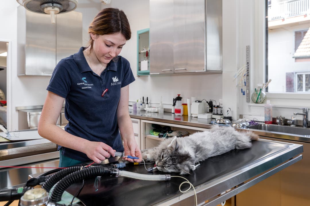 Bildstrecke Spitzenmedizin für Hund und Katz Zu Besuch in der