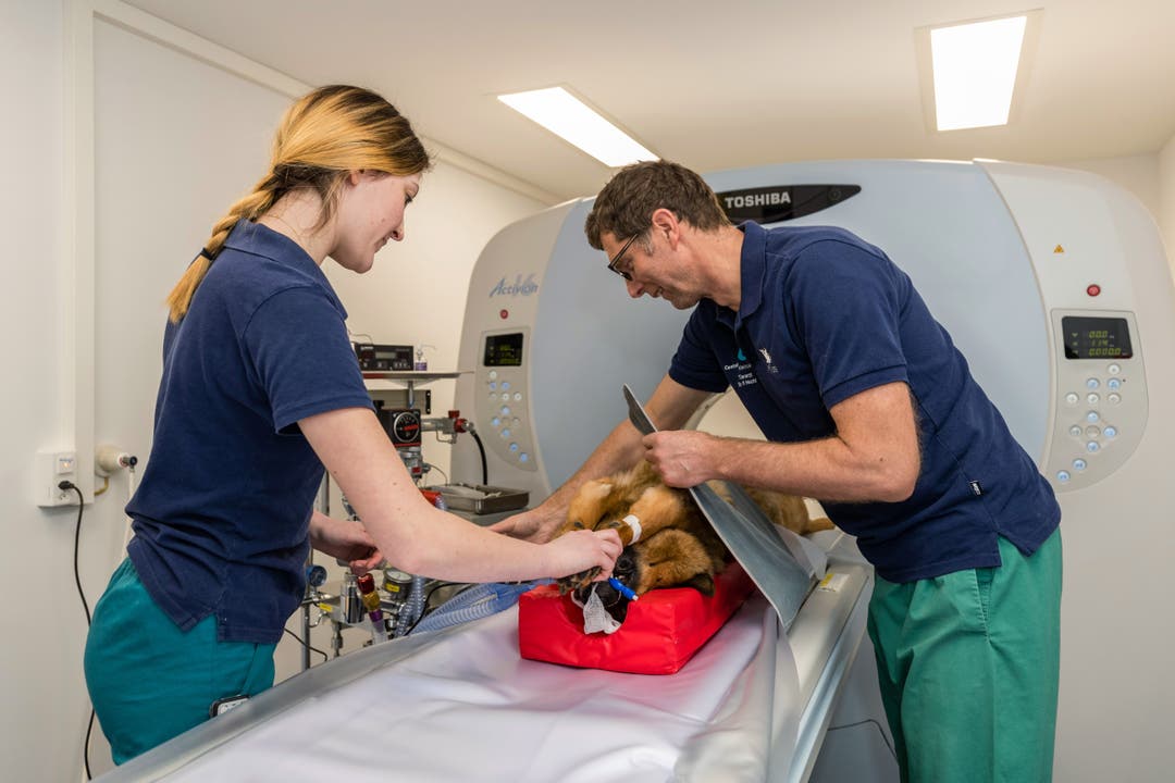 Bildstrecke Spitzenmedizin für Hund und Katz Zu Besuch in der