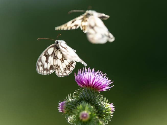 Zwei Schachbrettfalter fliegen über einer Distelblüte. Die Schmetterlingsarten in Mitteleuropa gehen drastisch zurück - ein Indikator für Umweltgefährdung.
