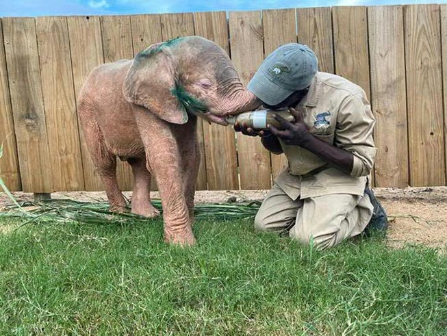 Das gerettete Albino-Elefantenmädchen «Khanyisa» wird von einem Betreuer im Hoedspruit Elephant Rehabilitation and Development (Herd) in Südafrika liebevoll aufgepäppelt.