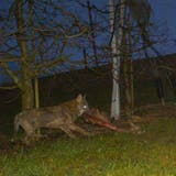 Kurz nach 7 Uhr morgens tappte der Wolf in die Fotofalle. (Bild: Amt für Natur, Jagd und Fischerei SG)