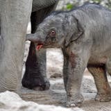 Der kleine Elefantenbulle Umesh kam gestern Mittwoch auf die Welt. (Keystone)