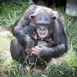 Die Affen sind weiterhin da, die Besucher fehlen jedoch: Der Walter-Zoo muss schliessen. (Bild: Ralph Ribi)