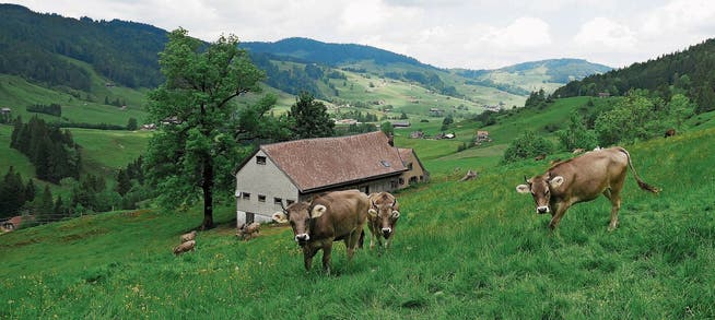 Die untere «Schnäggä» ist idyllisch gelegen. Das Braunvieh kommt mittlerweile jedoch nicht mehr aus Amriswil.