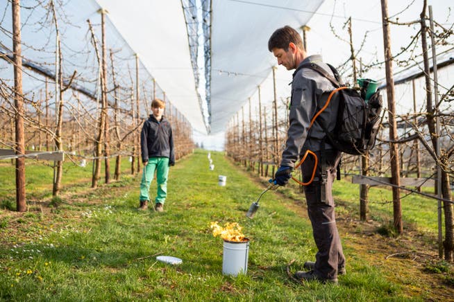 Obstbauer Thomas Oehen und sein Sohn Yanik entzünden Frostschutzkerzen. Die freigesetzte Wärmeenergie hilft, die Kirschblüten frostfrei zu halten.