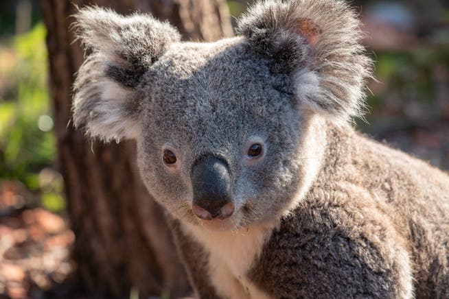 Retroviren kosteten Koala-Männchen Milo das Leben. 