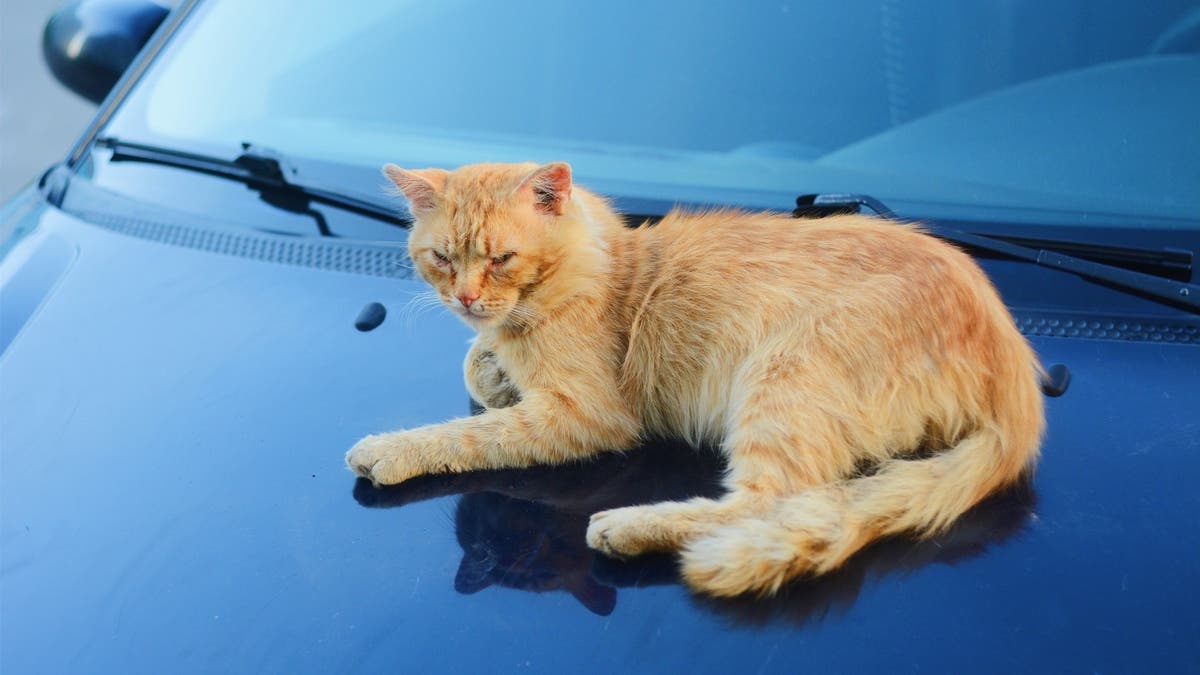 Katze Steigt Aufs Auto