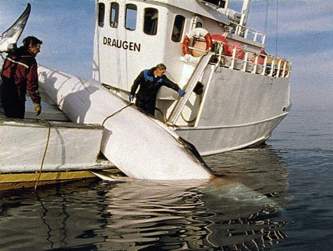 Ein Walfangschiff im Einsatz vor der Küste im Norden Norwegens.