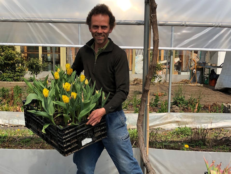 Emanuel Zimmermann (53), Inhaber einer Biogärtnerei in Horw: «Ein Teil der Gemüsesetzlinge davon wird noch ausgepflanzt, der Rest muss leider kompostiert werden. Die Tulpen verblühen, da lässt sich leider nichts machen. Da erleide ich momentan einen fast 100-prozentigen Ertragsausfall.»