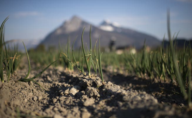 Ein trockenes Feld mit Winterzwiebeln in Bad Ragaz (SG). Seit Mitte März hat es in der Schweiz kaum Niederschläge gegeben. Mehrere Kantone haben bereits Feuerverbote erlassen und in der Landwirtschaft muss bewässert werden. 