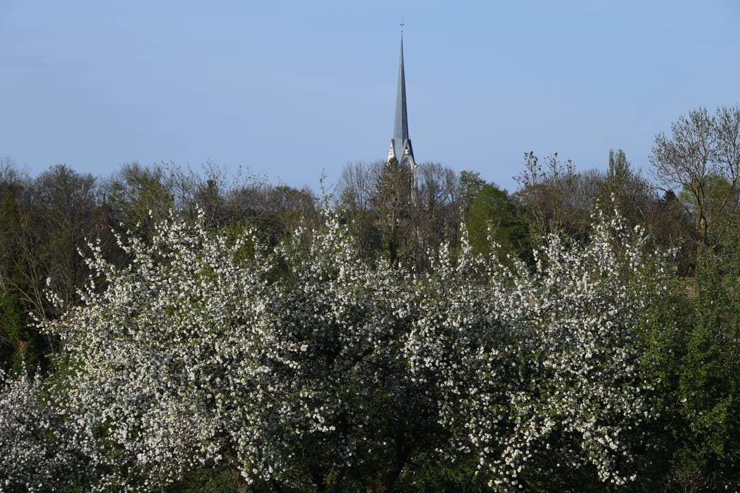 Blütenwelt mit Kirchturm. 