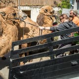 Karin Stiffler und Ullrich Runge beim Versuch, die Kamele zum Einsteigen in den Tiertransporter zu bewegen. (Bild: Reto Martin)