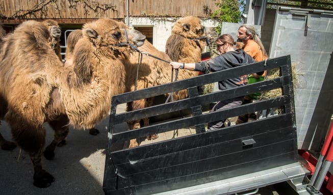 Karin Stiffler und Ullrich Runge beim Versuch, die Kamele zum Einsteigen in den Tiertransporter zu bewegen.