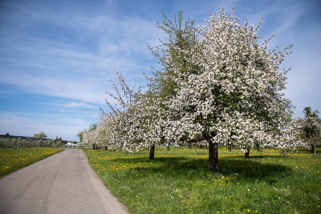 Blühende Obstbäume in Neukirch-Egnach.