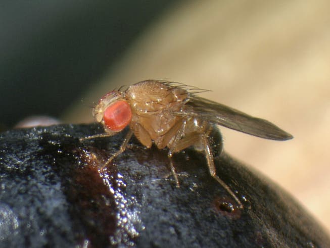 Die invasive Kirschessigfliege Drosophila suzukii ist ein Schädling, für den eine Bekämpfung mittels Gene Drives in Betracht gezogen wird. Agroscope hat die Risikoabwägung dieser Methode vorgenommen und kommt zum Schluss, dass genug Know-How für eine ungefährliche Anwendung vorhanden ist. (zVg).