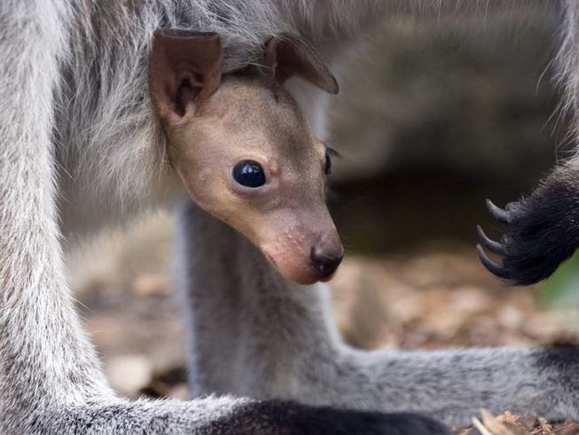 Ein Rothals-Känguru späht aus dem Beutel der Mutter. In Australien ist der Bestand an einheimischen Wildtieren innert 20 Jahren um 40 Prozent zurückgegangen. Ohne Schutzmassnahmen wären es aber sogar 60 Prozent weniger.