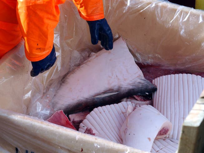 Island will in diesem Jahr aufgrund der kompetitiven Preise sowie wegen der Coronavirus-Krise auf den Walfang verzichten.