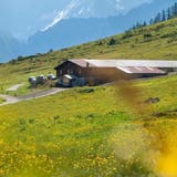 Das Unkraut Hahnenfuss auf der Alp Hinterfeld ist der Alpgenossenschaft ein Dorn im Auge. Im Rahmen eines Projekts untersucht nun eine Agrarbiologin das Gebiet. (Bild: Yannick Andrea)
