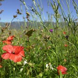 Blumenwiesen fördern die Artenvielfalt. (Bild: Robert Grogg ()