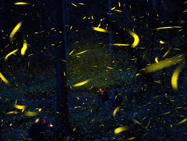 Glühwürmchen sind die bekannteste Erscheinungsform von Bioluminiszenz. Aber auch Pflanzen können leuchten. Forscher haben jetzt herausgefunden, wie man dieses Leuchten dank eines Pilzes noch verstärken kann. Gentechnisch veränderte Pflanzen mit Lichteffekten gibt es schon länger.