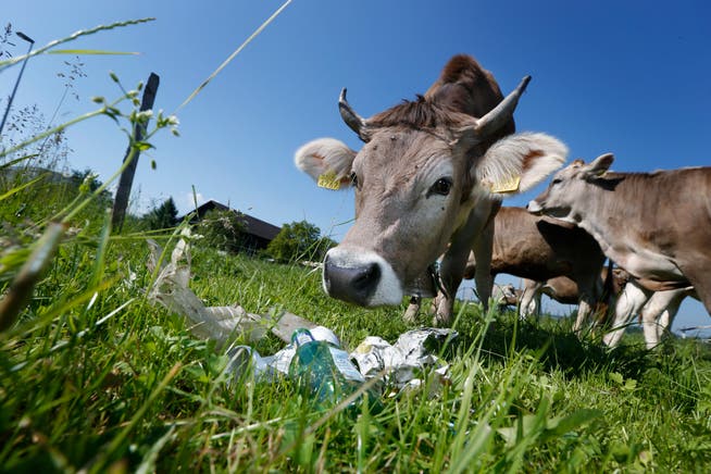 Weggeworfener Abfall wie Getränkedosen, Glas oder PET können eine Gefahr für Tiere sein.