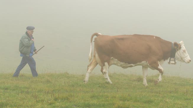 Nach der Sömmerung von Schweizer Vieh in Vorarlberg gilt zur Bekämpfung der Tuberkulose nach der Heimkehr weiterhin eine amtstierärztliche Überwachung und eine Verbringungssperre.