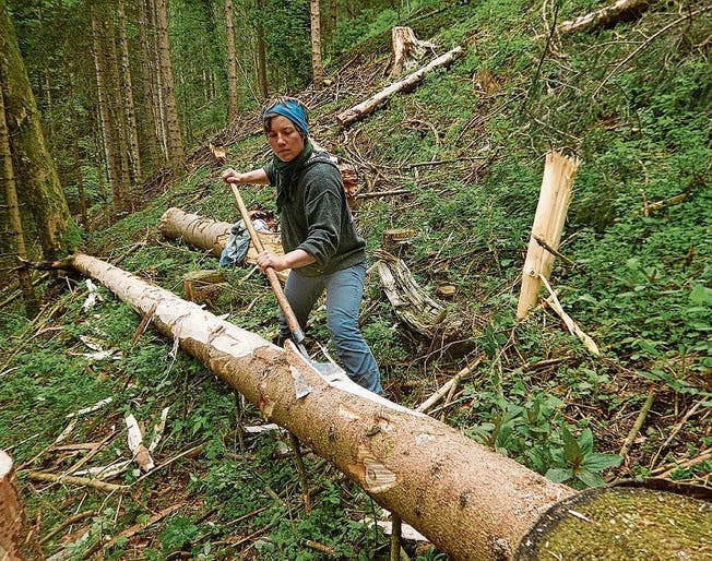 Einsatz im Grabser Wald: Das Schälen von Sturmholz ist wichtig, um den Borkenkäferbefall zu minimieren.