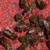«Es sah so aus, als ob sie vergiftet wurden»: Massensterben von Bienen beim Roten Platz in St.Gallen gibt Rätsel auf