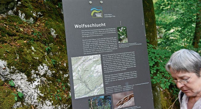 Eine der beliebtesten Wanderrouten im Naturpark Thal ist jene durch die Wolfsschlucht.