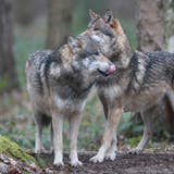Wölfe stehen in Graubünden künftig noch stärker unter Beobachtung. (Bild: Keystone)