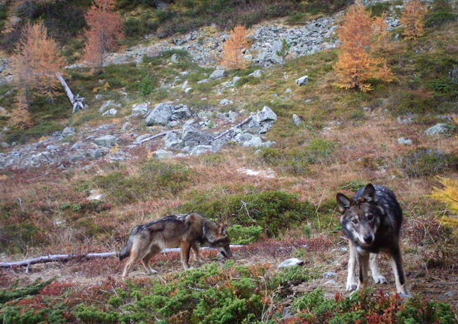 Mehr Wölfe, bessere Schutzmassnahmen, weniger Risse pro Wolf. 