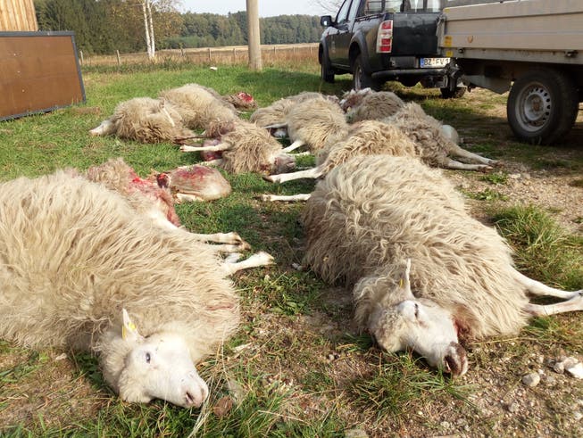 Sechs Schafe wurden von einem Hund gerissen (Symbolbild).