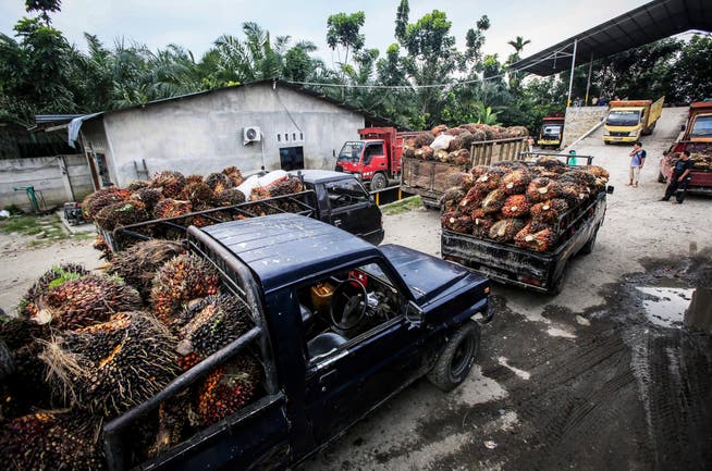 Transport von Früchten der Ölpalme in Indonesien. (Symbolbild)