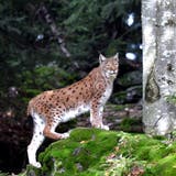 Der Luchs zählt zu den heimischen Tierarten in Nid- und Obwalden. (Bild: Archiv Romano Cuonz)