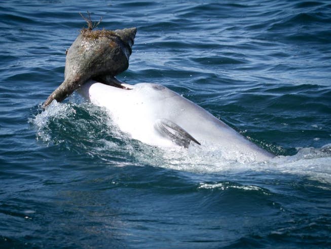 Neue Technik zum Beutefang: Delfine bringen beim sogenannten «Shelling» Gehäuse von Riesenschnecken an die Wasseroberfläche und schütteln sich die darin versteckte Beute ins Maul.