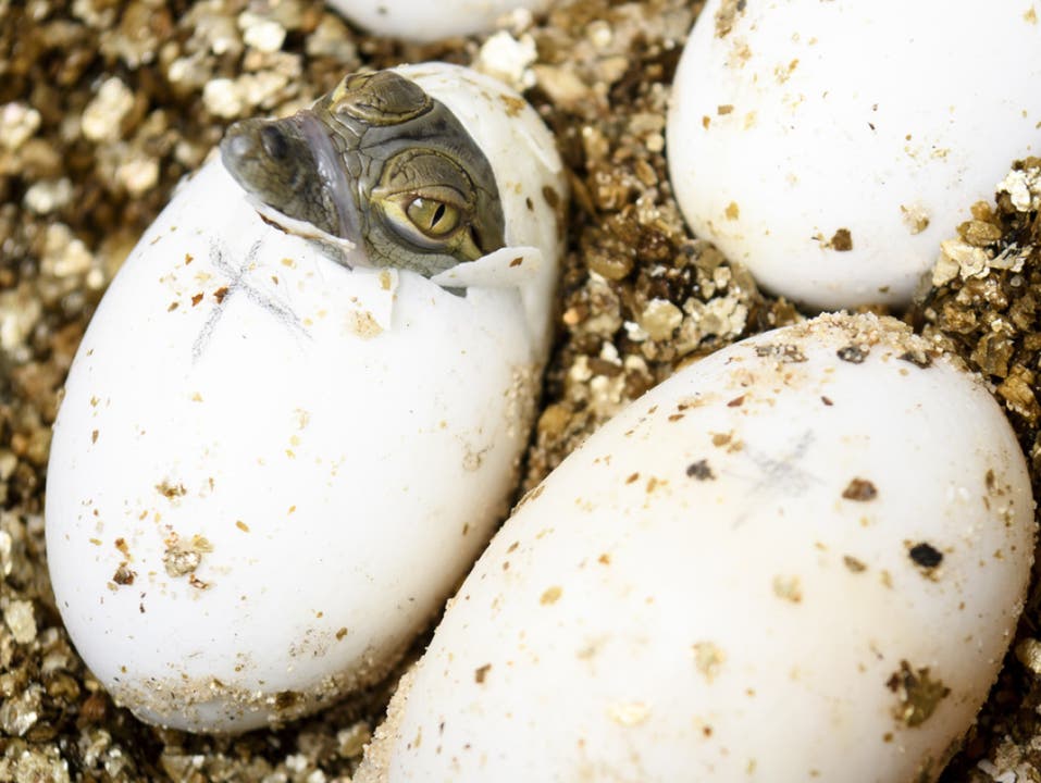 Nur 5 von 21 Eiern wurden bebrütet. Drei Baby-Krokodile schlüpften schliesslich.
