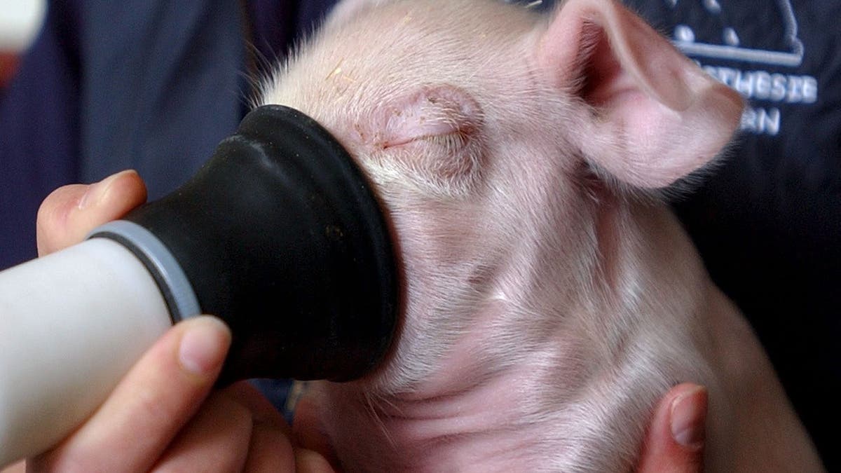 Schweine und Kühe zu wenig betäubt bei Kastration und Enthornung: Bauer aus Muolen wird schuldig gesprochen