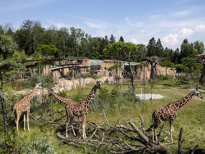 Safari-Gefühl am Zürichberg: Der Zoo eröffnet am Samstag seine Lewa-Savanne. Sie kostete stolze 56 Millionen Franken.