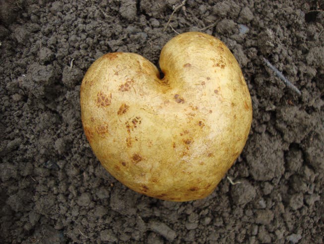 Härdöpfel in Herzform: Kartoffeln gelten nicht als Neophyten. 